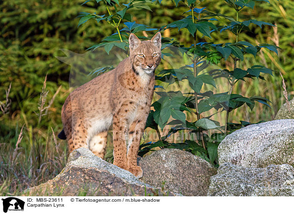 Karpatenluchs / Carpathian Lynx / MBS-23611