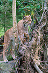 Carpathian Lynx