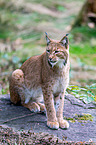 Carpathian Lynx