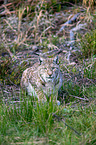 Carpathian Lynx