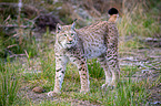 Carpathian Lynx