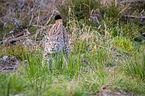 Carpathian Lynx