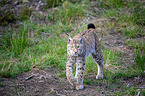 Carpathian Lynx