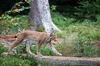 Carpathian Lynx