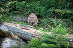 Carpathian Lynx