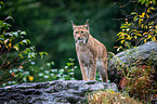 Carpathian Lynx