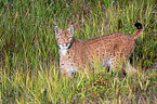 Carpathian Lynx