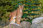 Carpathian Lynx