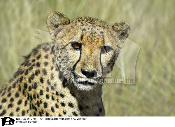 Gepard Portrait / cheetah portrait / AW-01078
