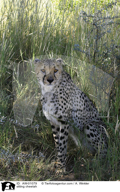 sitting cheetah / AW-01079