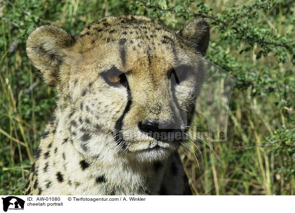 cheetah portrait / AW-01080