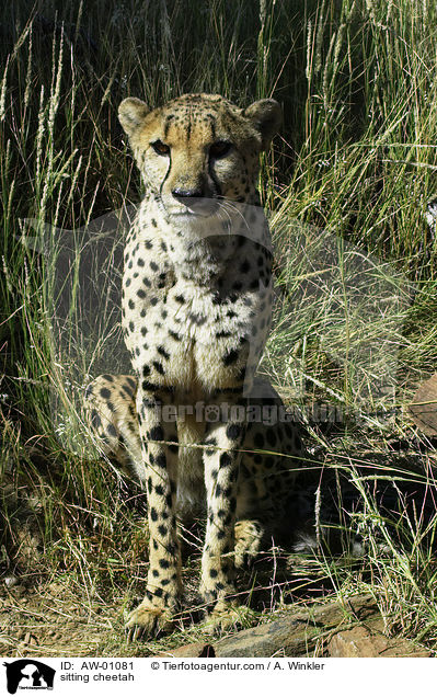 sitzender Gepard / sitting cheetah / AW-01081