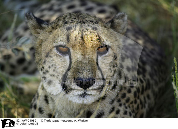cheetah portrait / AW-01082
