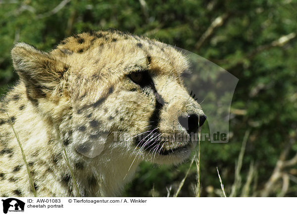 Gepard Portrait / cheetah portrait / AW-01083