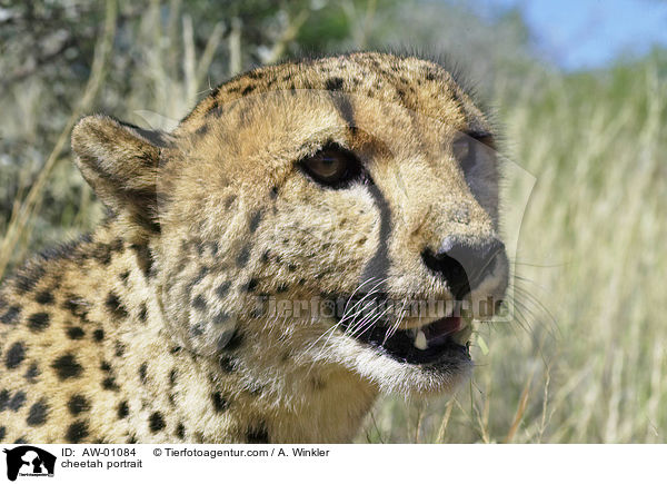 Gepard Portrait / cheetah portrait / AW-01084
