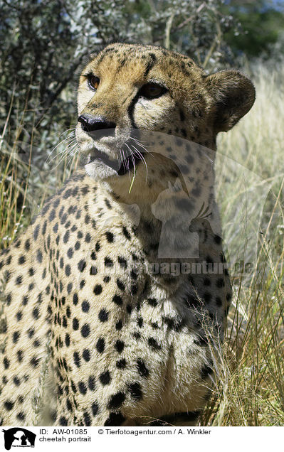cheetah portrait / AW-01085