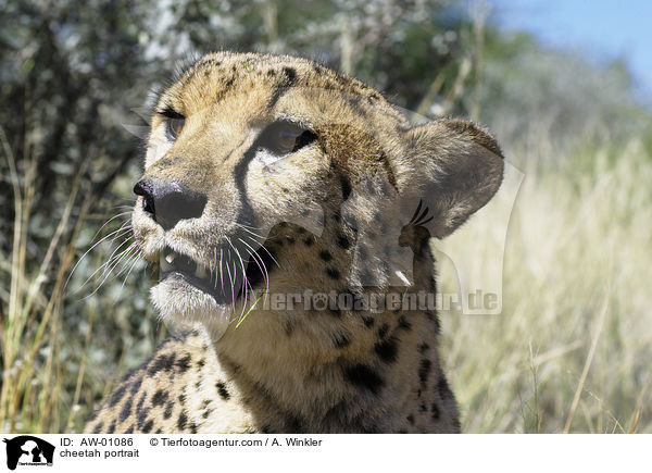 Gepard Portrait / cheetah portrait / AW-01086