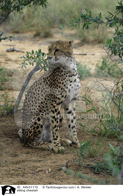 sitzender Gepard / sitting cheetah / AW-01115