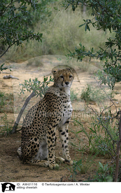 sitting cheetah / AW-01116