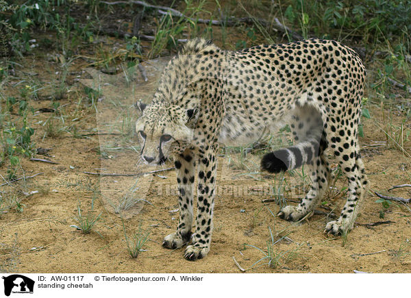 stehender Gepard / standing cheetah / AW-01117