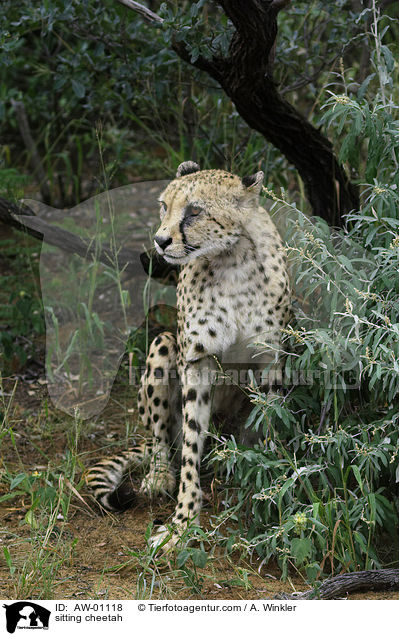 sitzender Gepard / sitting cheetah / AW-01118