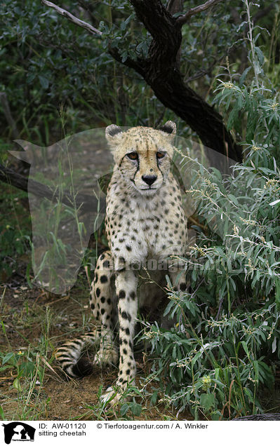sitzender Gepard / sitting cheetah / AW-01120