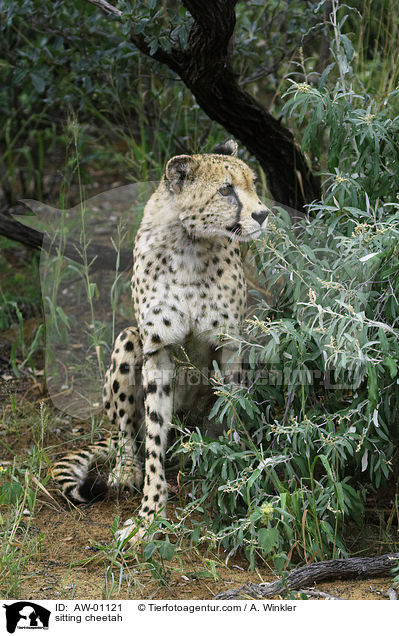 sitzender Gepard / sitting cheetah / AW-01121