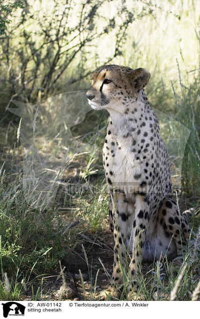 sitzender Gepard / sitting cheetah / AW-01142