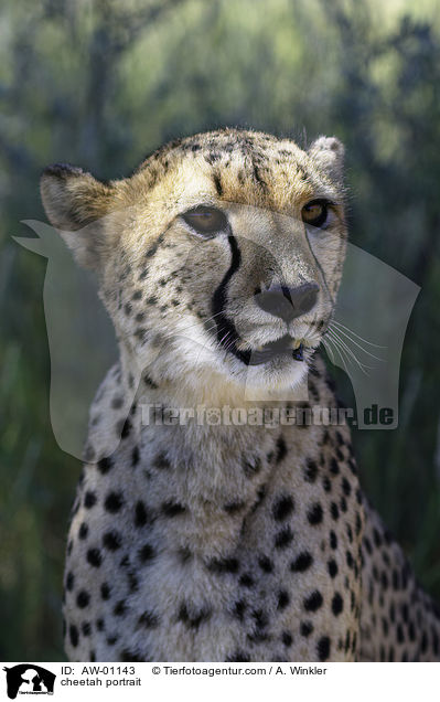 Gepard Portrait / cheetah portrait / AW-01143