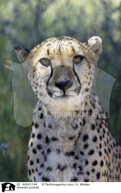 Gepard Portrait / cheetah portrait / AW-01144