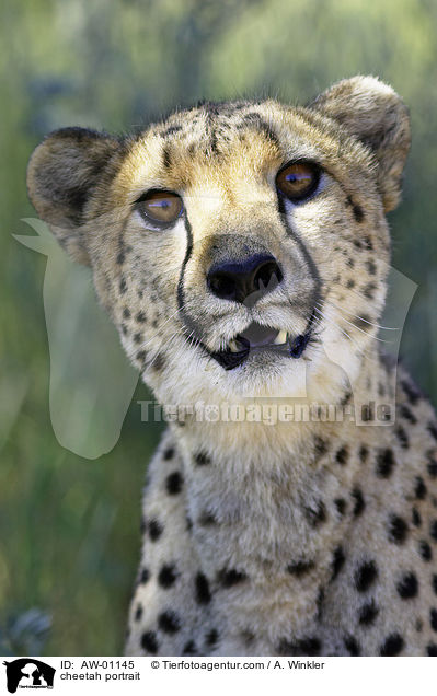 Gepard Portrait / cheetah portrait / AW-01145