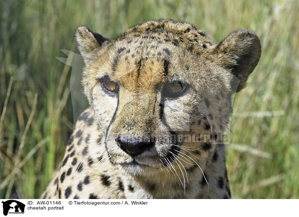 Gepard Portrait / cheetah portrait / AW-01146