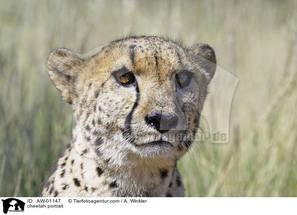 Gepard Portrait / cheetah portrait / AW-01147