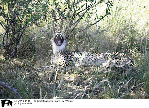 ghnender Gepard / gaping cheetah / AW-01148
