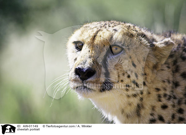 Gepard Portrait / cheetah portrait / AW-01149