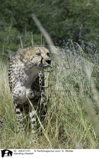 stehender Gepard / standing cheetah / AW-01151
