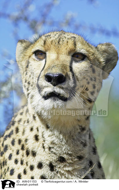 Gepard Portrait / cheetah portrait / AW-01153