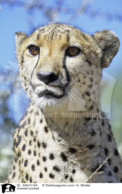 Gepard Portrait / cheetah portrait / AW-01154