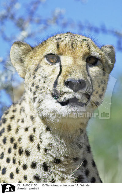 Gepard Portrait / cheetah portrait / AW-01155