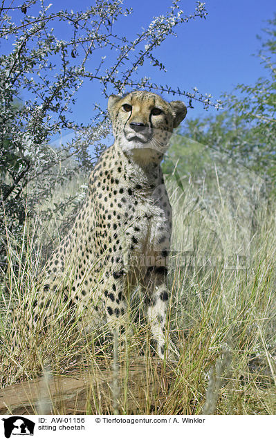 sitzender Gepard / sitting cheetah / AW-01156