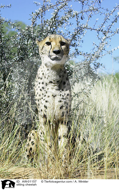 sitzender Gepard / sitting cheetah / AW-01157