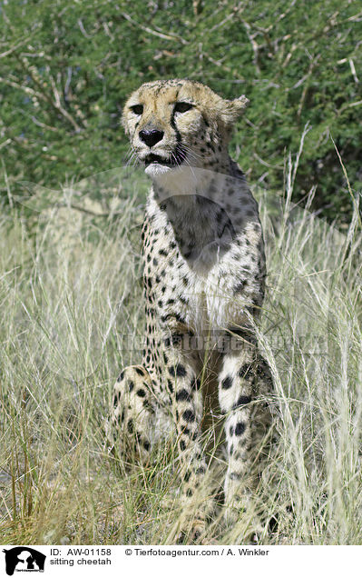 sitzender Gepard / sitting cheetah / AW-01158