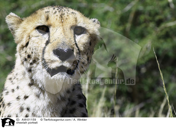 Gepard Portrait / cheetah portrait / AW-01159
