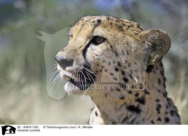 cheetah portrait / AW-01160