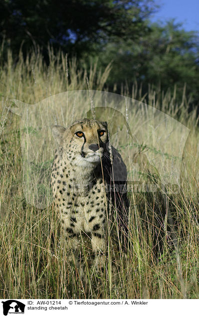 standing cheetah / AW-01214