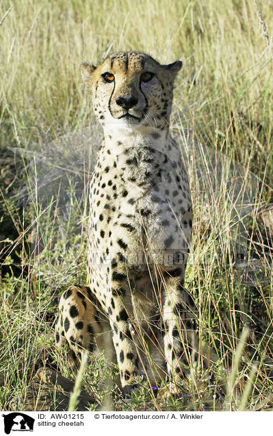sitzender Gepard / sitting cheetah / AW-01215