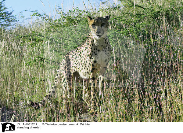 standing cheetah / AW-01217