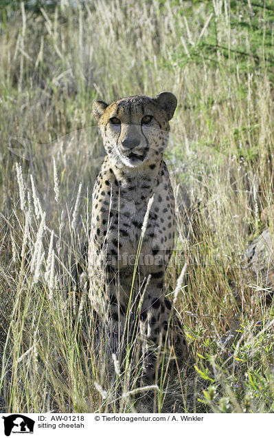 sitzender Gepard / sitting cheetah / AW-01218