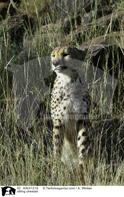 sitzender Gepard / sitting cheetah / AW-01219