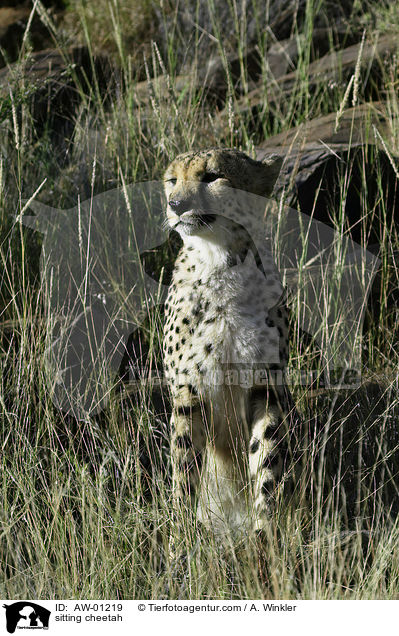 sitting cheetah / AW-01219